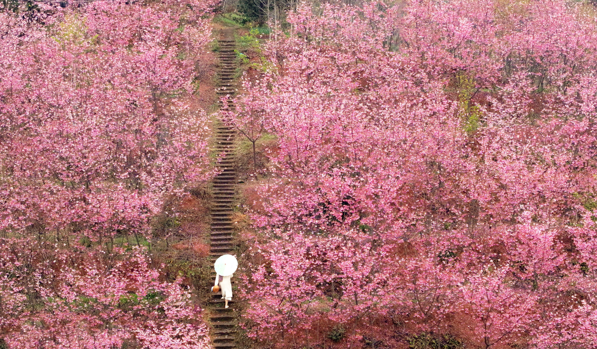 重河湾樱花树盛开