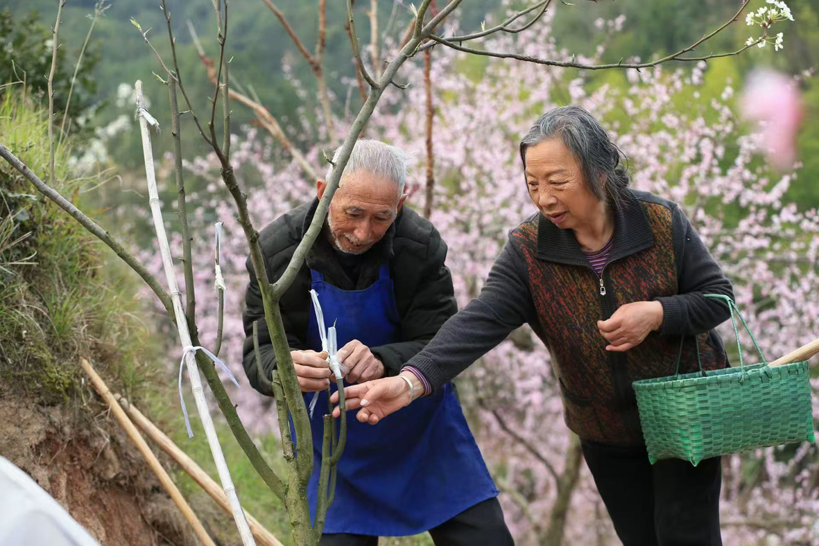 老雪梨嫁接栽培