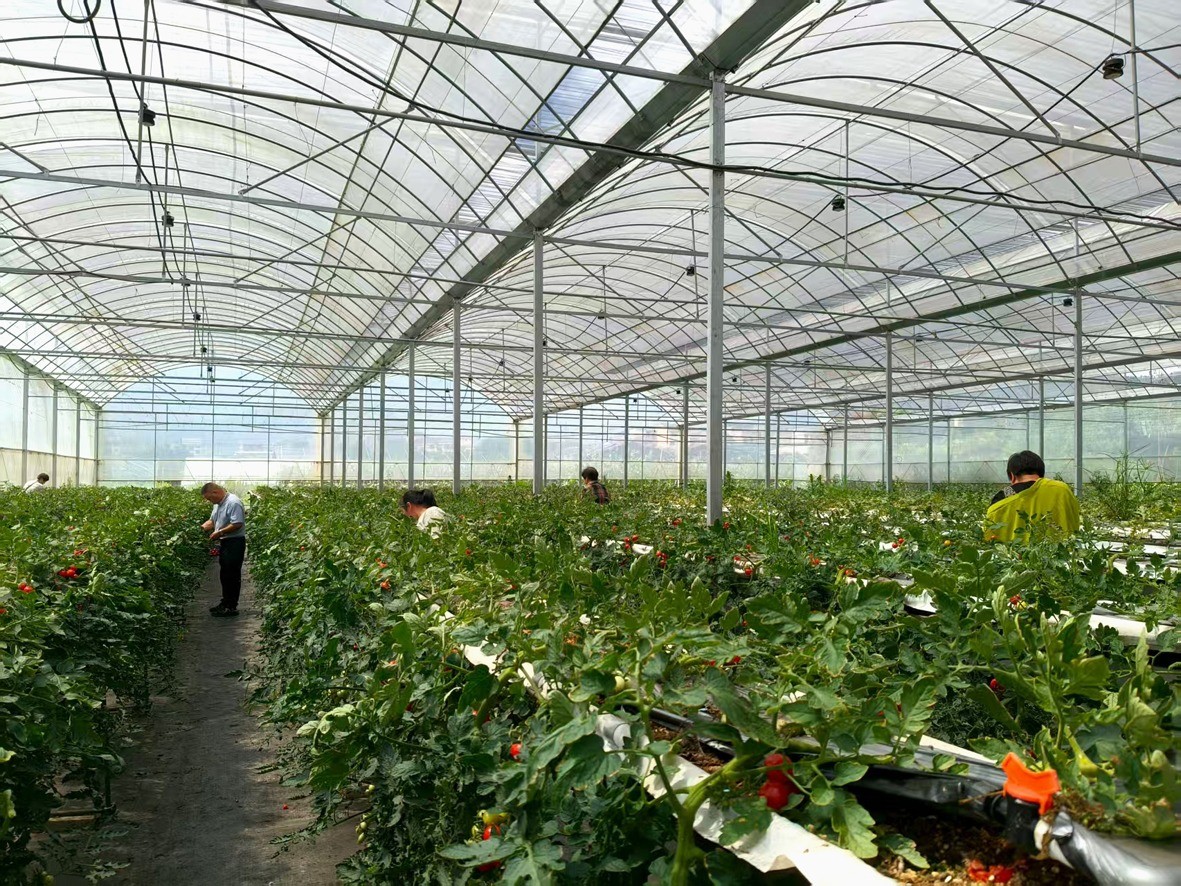 蜜茄大批量成熟