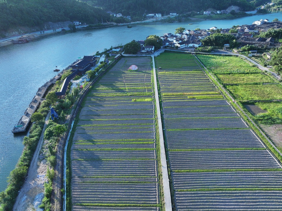 石浦村农田