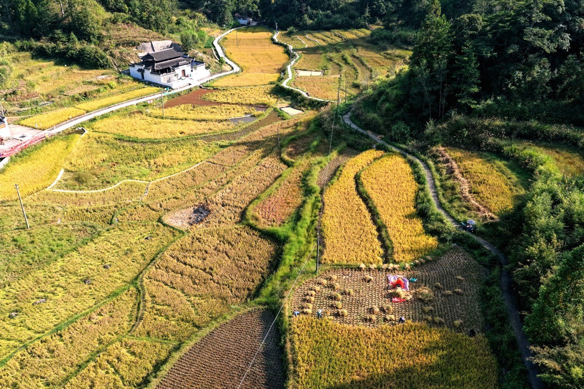 崇头镇后垟村 | 村民忙于收割水稻