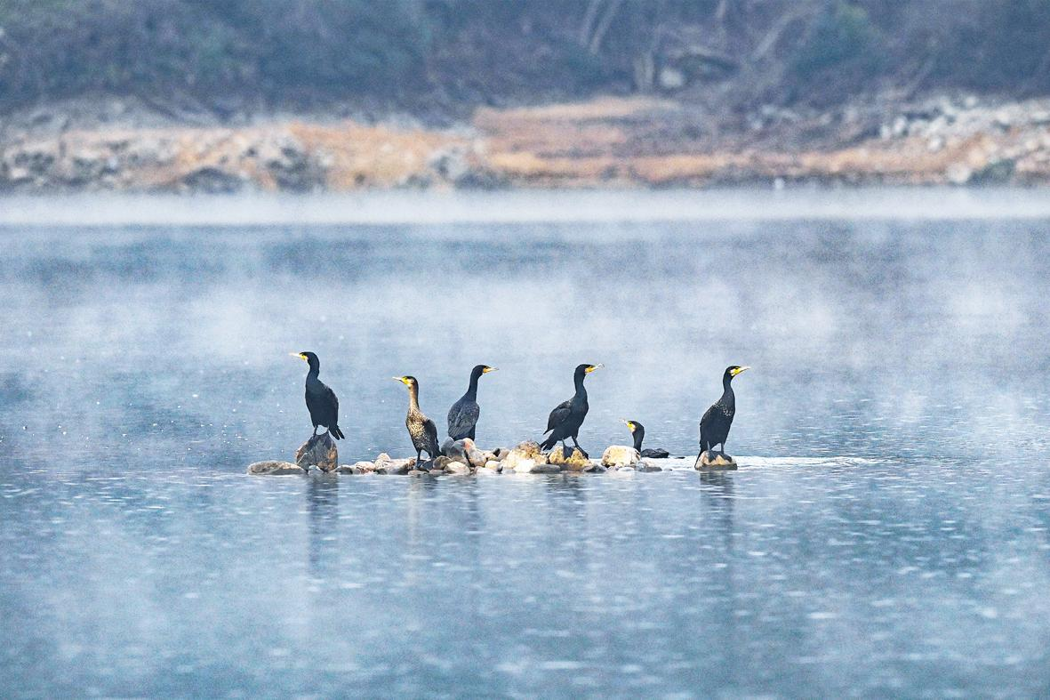 一群野鸬鹚在石塘镇规溪村云和湖畔...