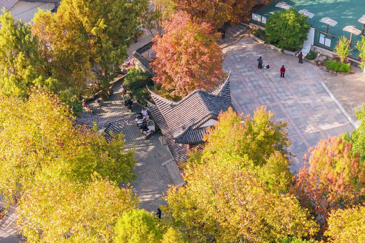 县老年公园层林染金、风拂叶摇