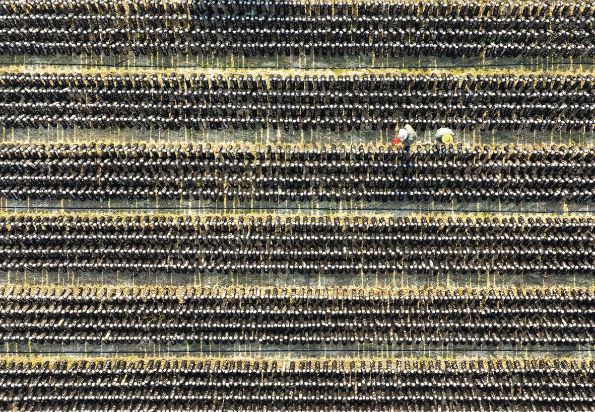 村民们抢抓农时