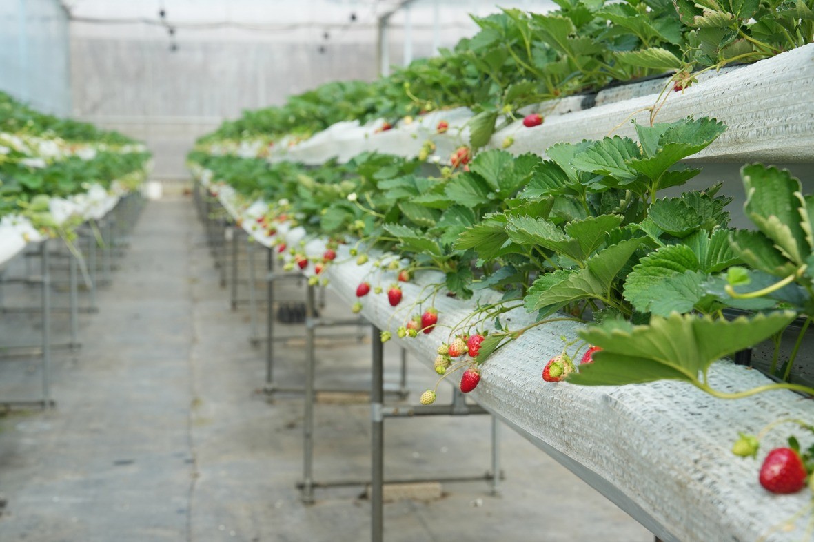云和大田水果庄园 | 草莓种植