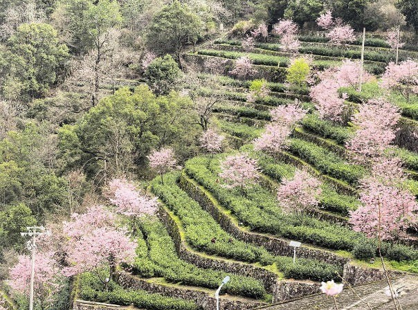 雾溪畲族乡 | 樱花绽放