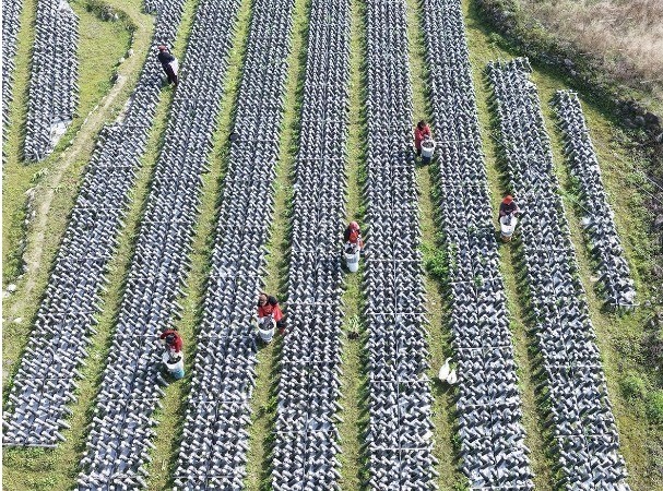 崇头镇三望栏村 | 黑木耳