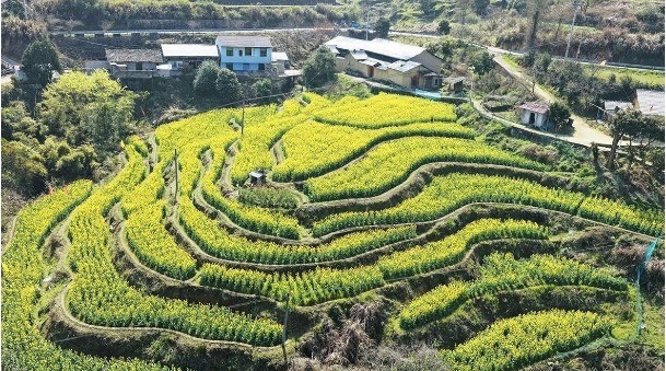 油菜花竞相绽放