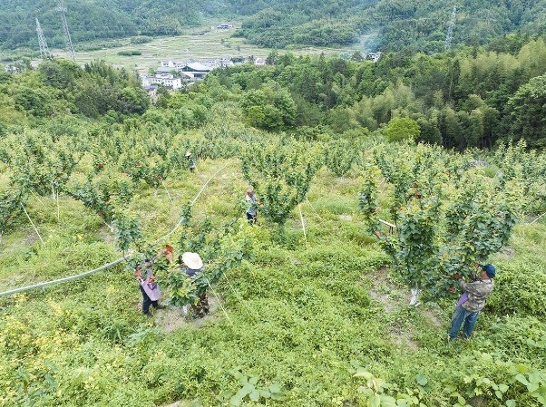 梨果管护