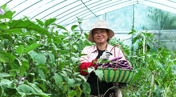 高山蔬菜
