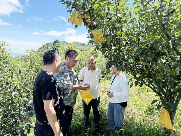 技术人员现场指导梨农